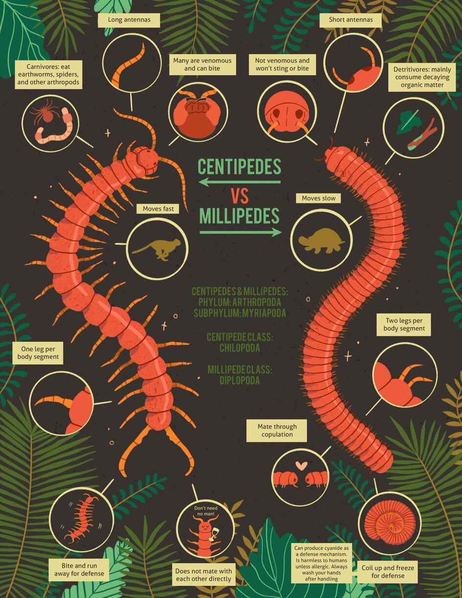Centipedes VS Millipedes Infograph