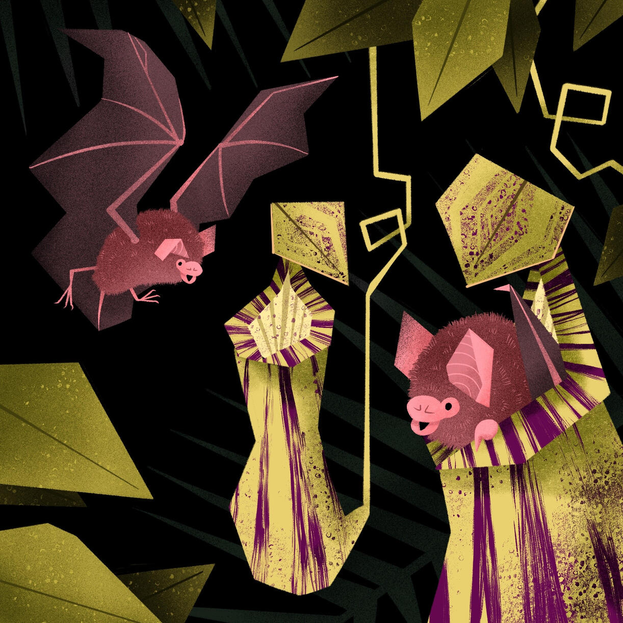 Woolly Bat / Pitcher Plant Symbiotic Relationship