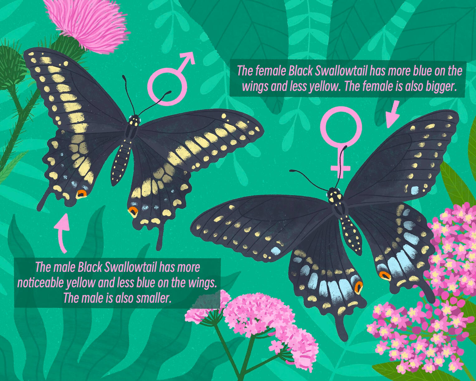 Black Swallowtail Butterfly Part Two