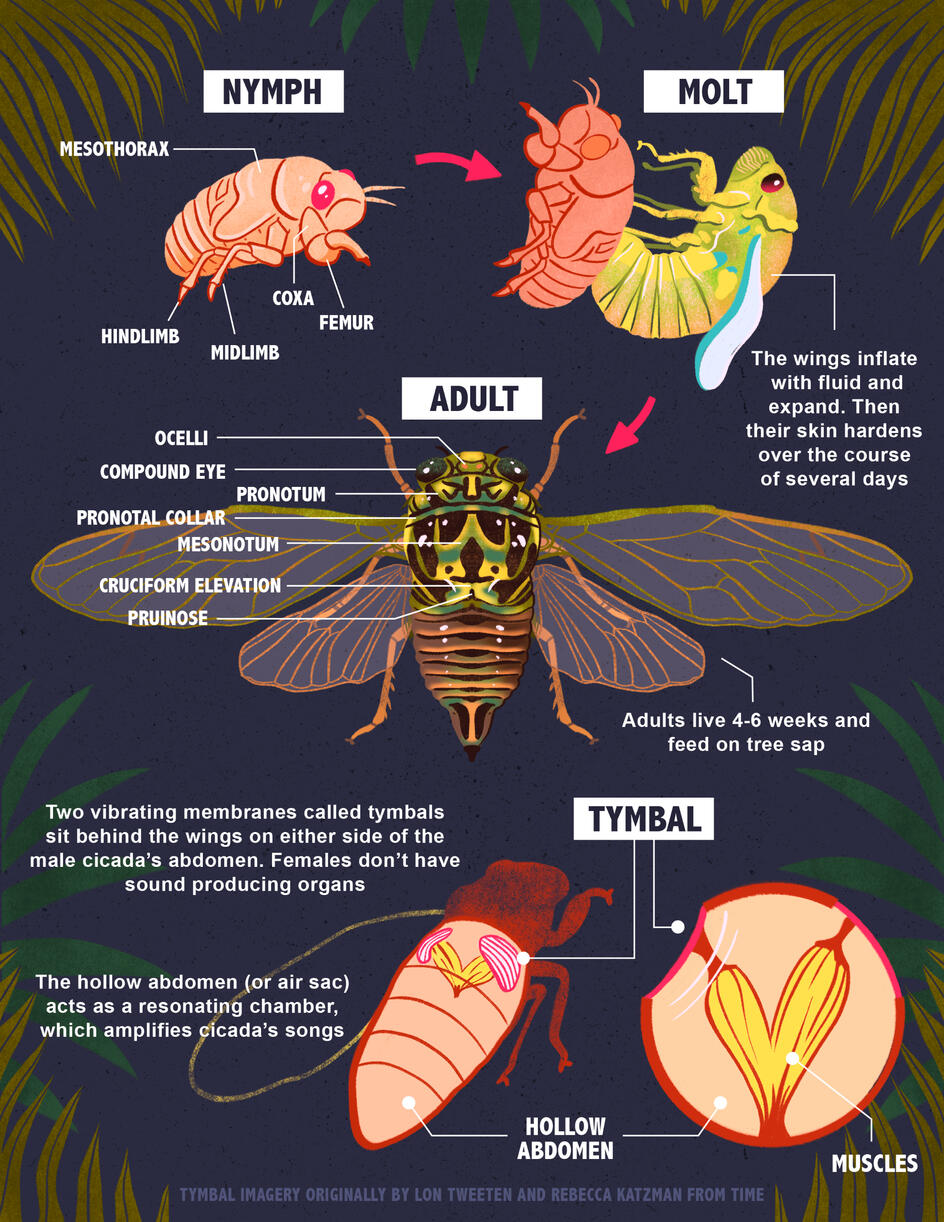 Cicada Infograph