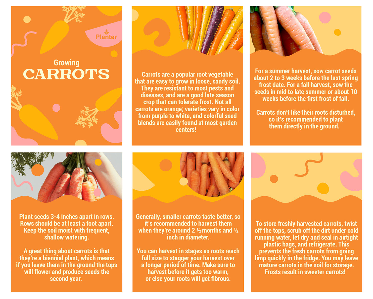 Carrots Social Media Post for Planter