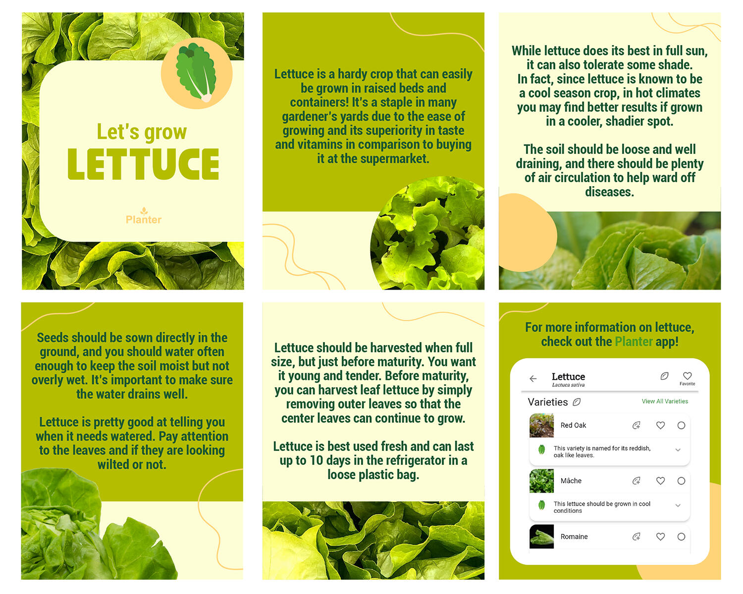 Lettuce Social Media Post for Planter
