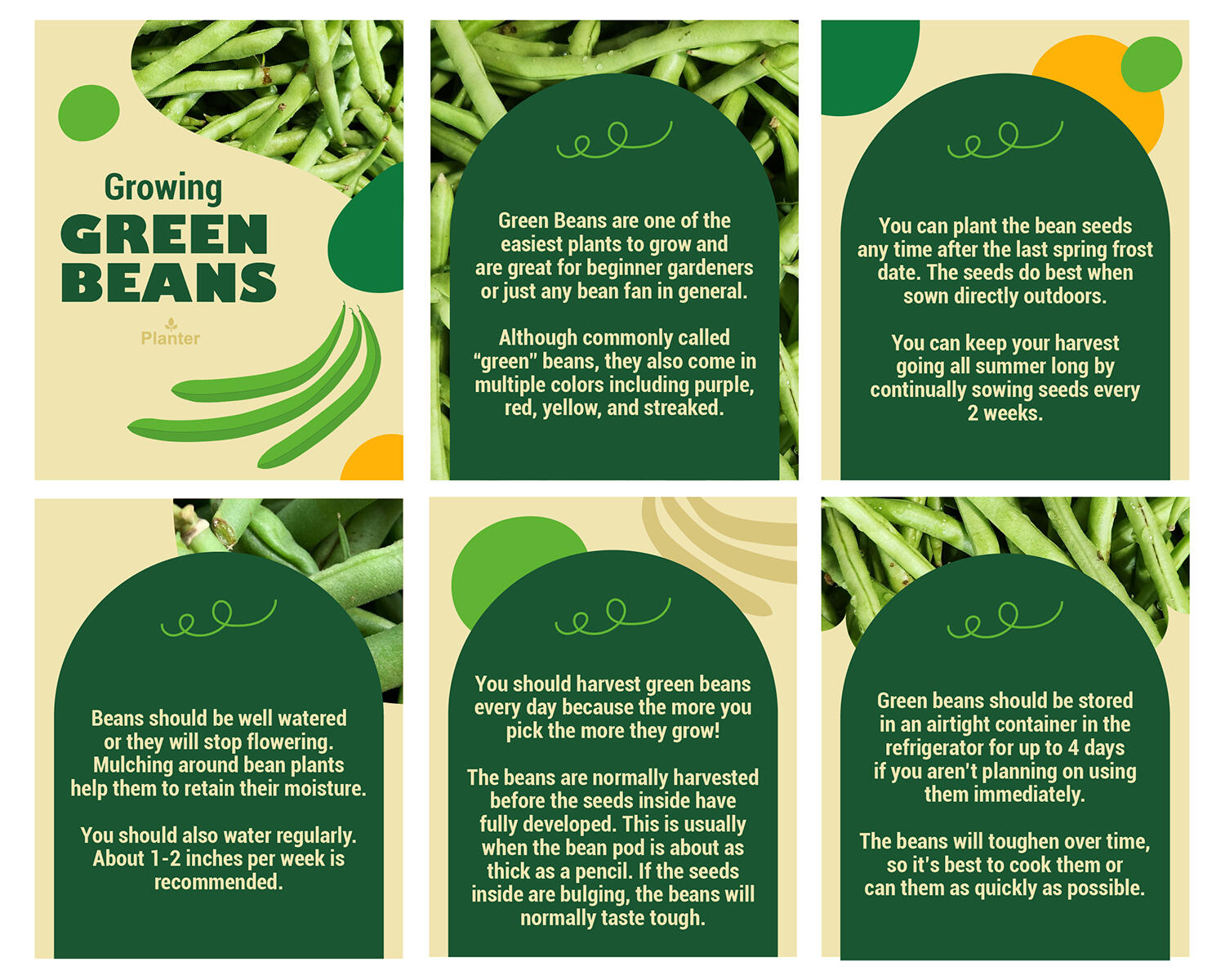 Green Beans Social Media Post for Planter