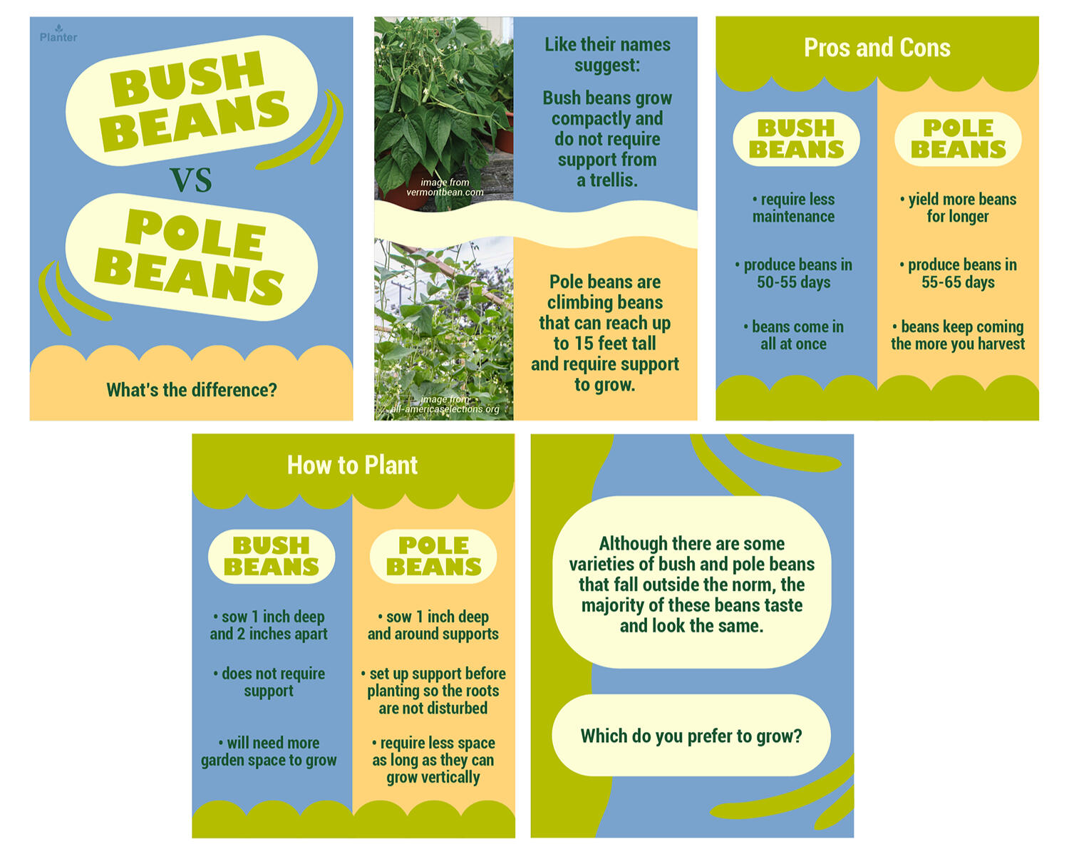 Bush vs Pole Beans Social Media Post for Planter
