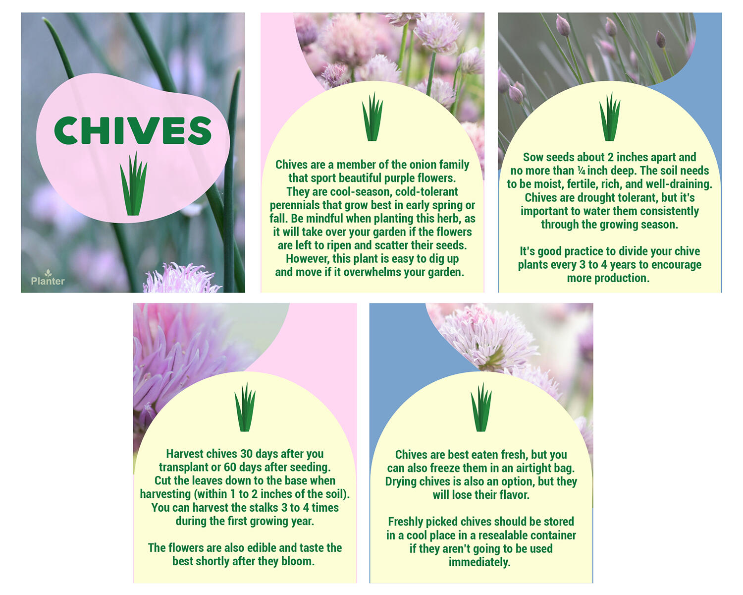 Chives Social Media Post for Planter